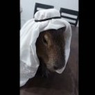 MaskedCapybara